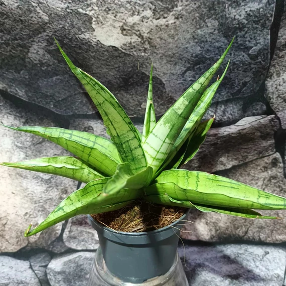 Sansevieria 'Milano'