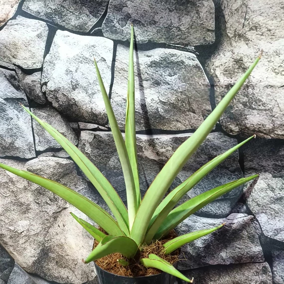 Sansevieria 'Silver Syreni'