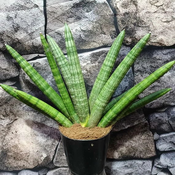 Sansevieria 'Skyline' 