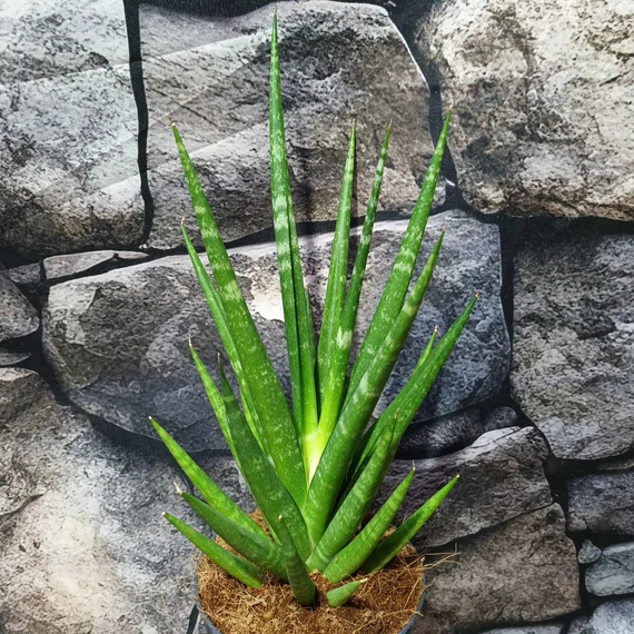 Sansevieria Dancing Queen