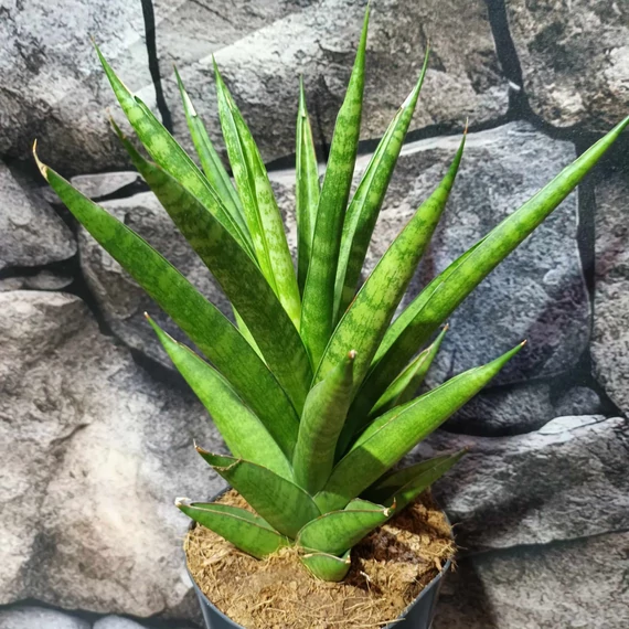 Sansevieria 'Starshooter'