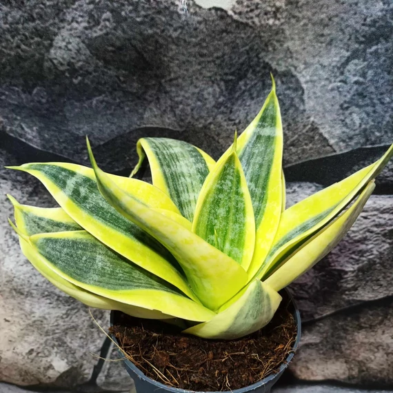 Sansevieria hahnii 'Sun'