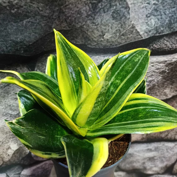 Sansevieria hahnii 'Flaming'