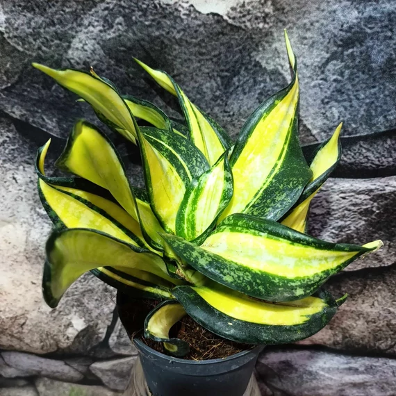 Sansevieria hahnii 'Curly Galaxy'