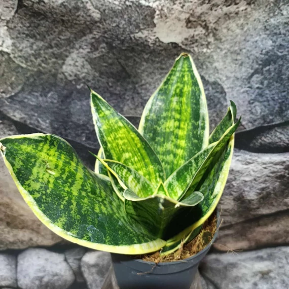 Sansevieria hahnii 'Super Star'