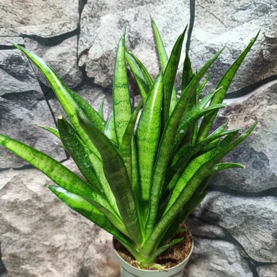 Sansevieria Panthera