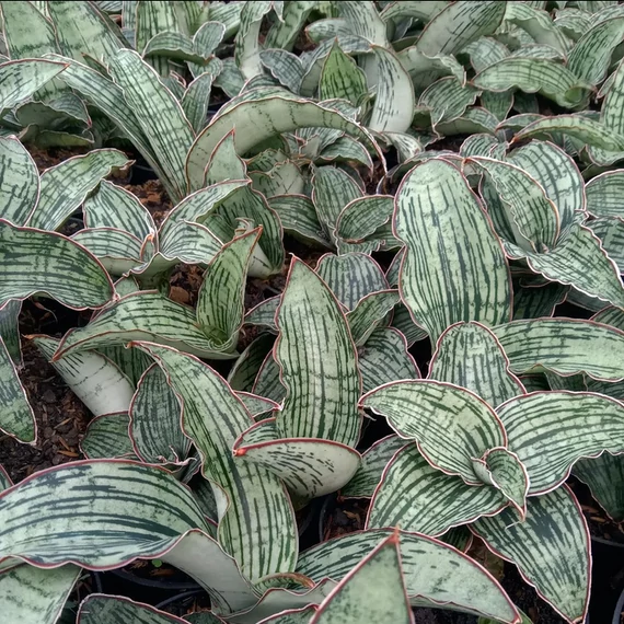 Sansevieria 'Cleopatra'