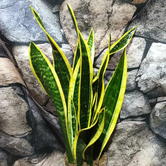 Sansevieria trifasciata 'Black Gold'