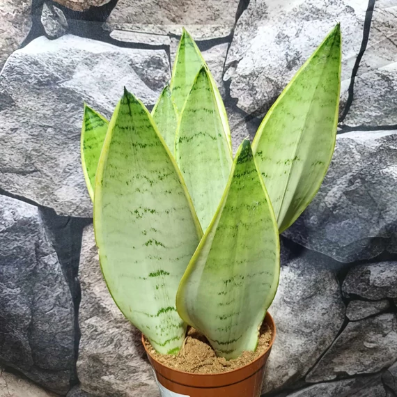 Sansevieria 'Extra White Snow'