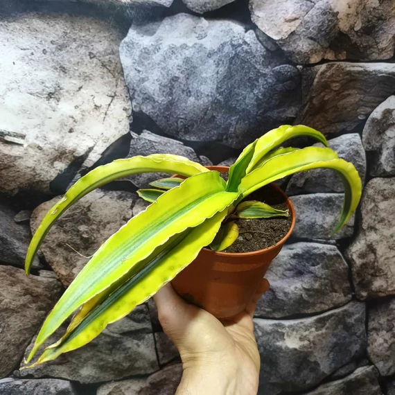 Sansevieria katana 'Variegata'
