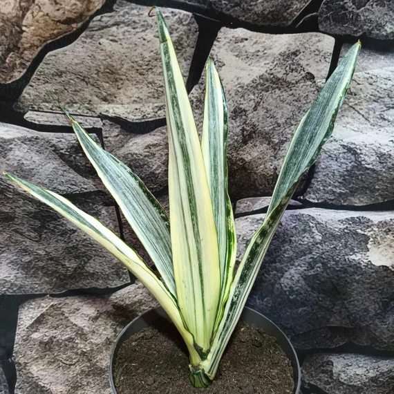 Sansevieria Bantel's Sensation