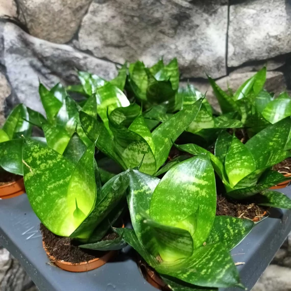 Sansevieria hahnii 'Forest Star'