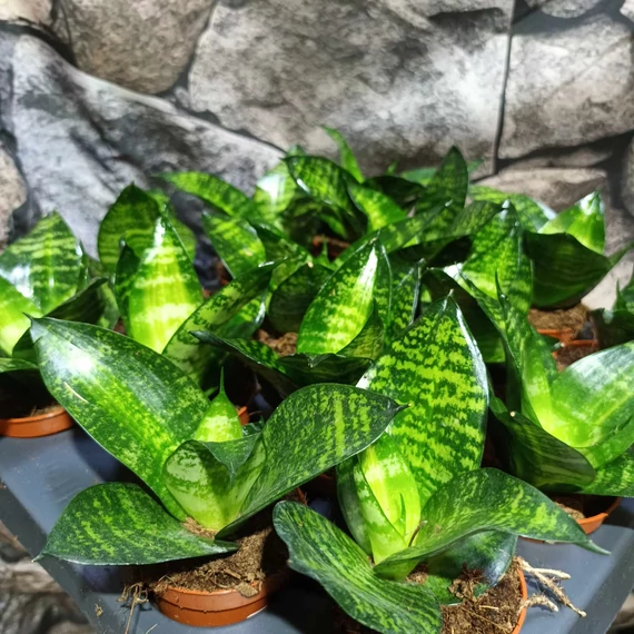 Sansevieria hahnii 'Tiger Star'