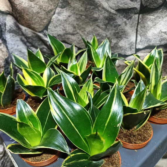 Sansevieria hahnii 'Glimmering Star'
