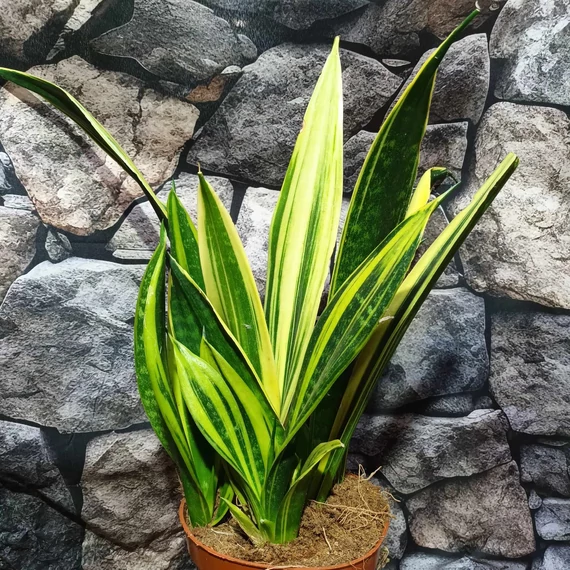 Sansevieria 'Golden Flame hybrid'