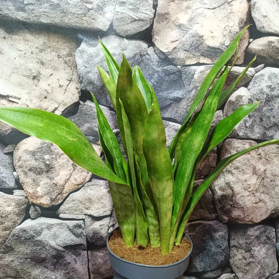 Sansevieria aubrytiana 'Graylin'