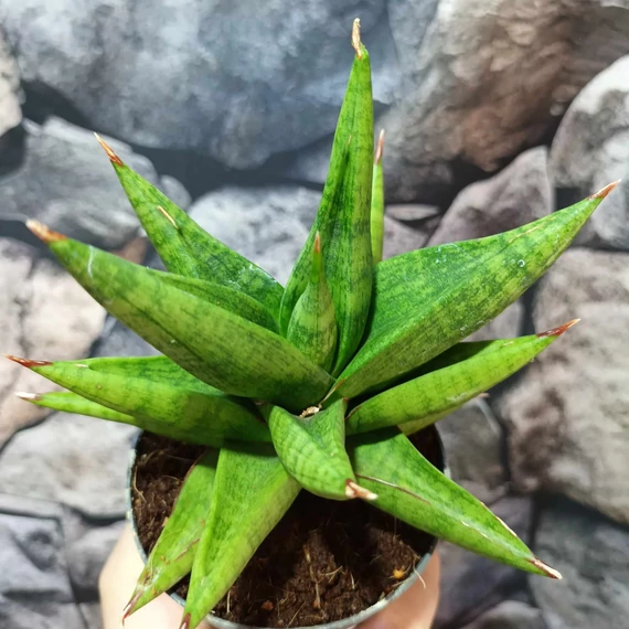 Sansevieria 'Snow Lotus Crown'