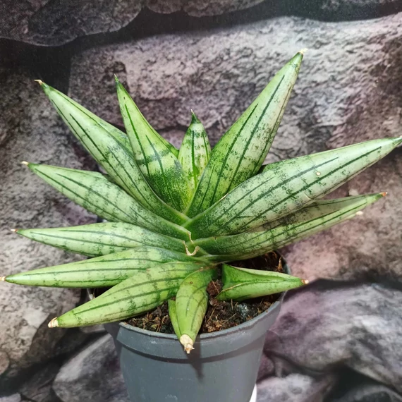 Sansevieria 'Yaya Fan'