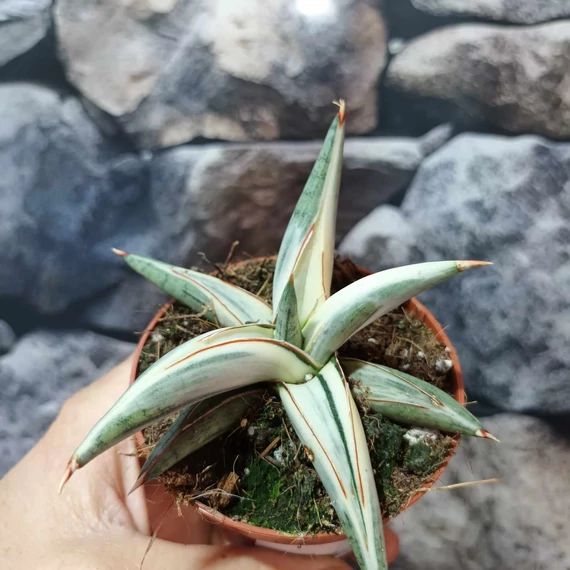Sansevieria 'Lavranos Blue Clone'