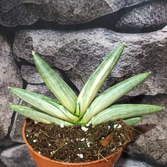 Sansevieria 'Boncel variegata'