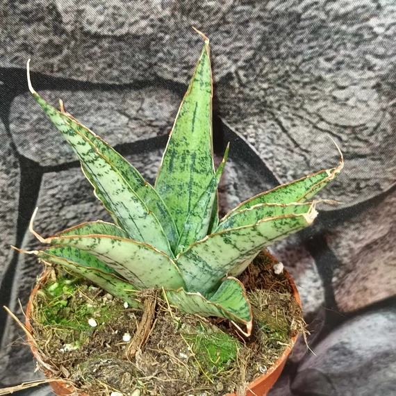 Sansevieria 'Snowflake'