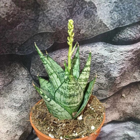 Sansevieria 'Ehrendel'