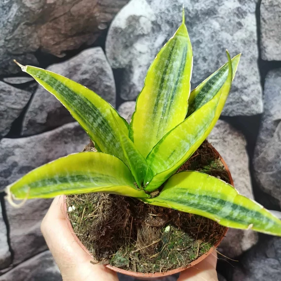 Sansevieria 'Gabriella Variegata'