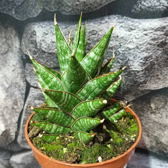 Sansevieria 'Table Mountain'