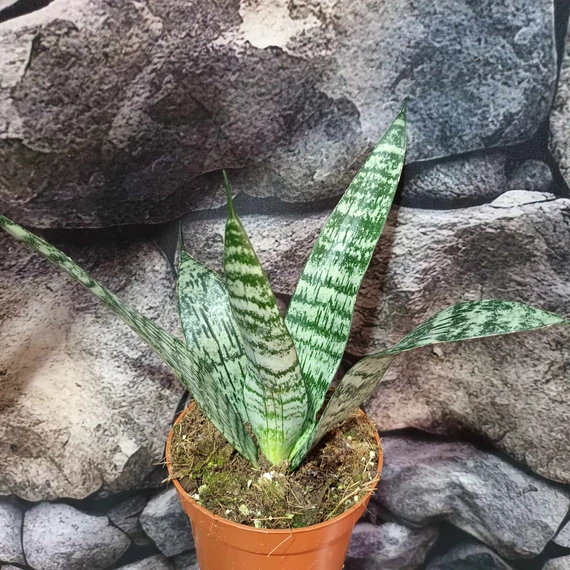 Sansevieria 'Everest'