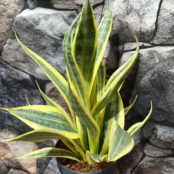 Sansevieria trifasciata 'El Dorado'