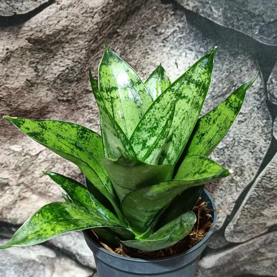 Sansevieria 'Hahnii Frozen'