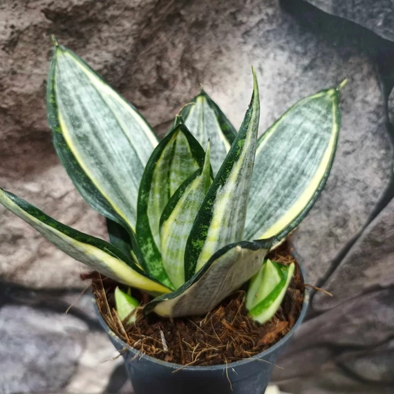 Sansevieria hahnii Silver Zebra'