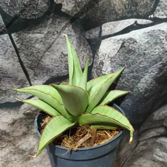 Sansevieria 'Platinum Crown'
