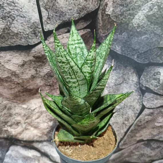 Sansevieria 'Erlandel Crown'