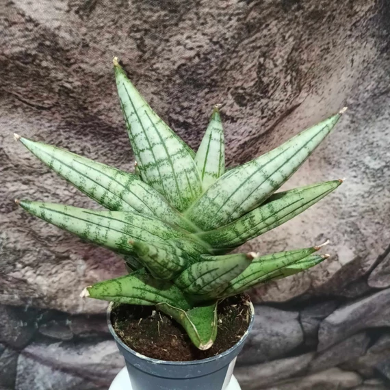 Sansevieria 'Brave Guy'