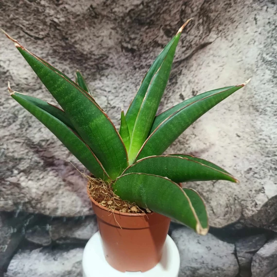 Sansevieria 'Twist'