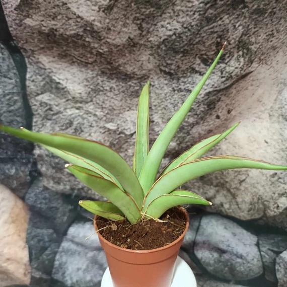 Sansevieria 'Starshine'