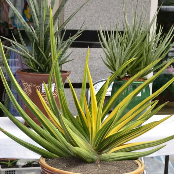 Sansevieria patens variegata