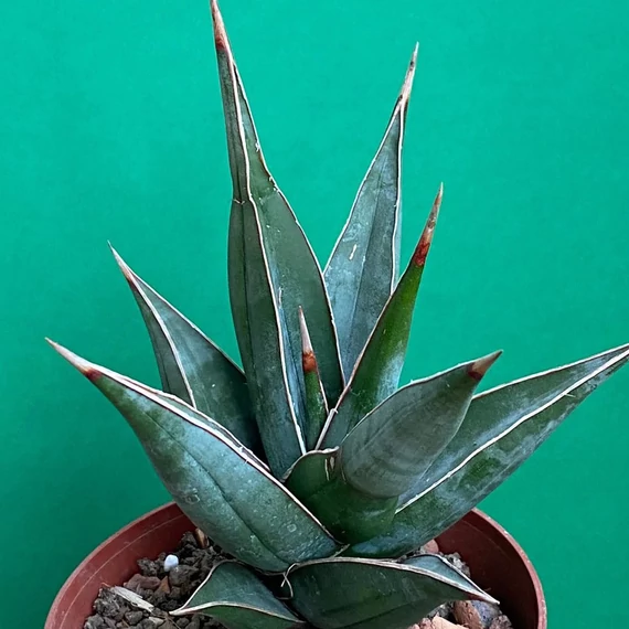Sansevieria pinguicula