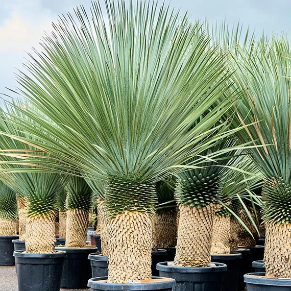 Yucca rostrata - sascsőr jukka