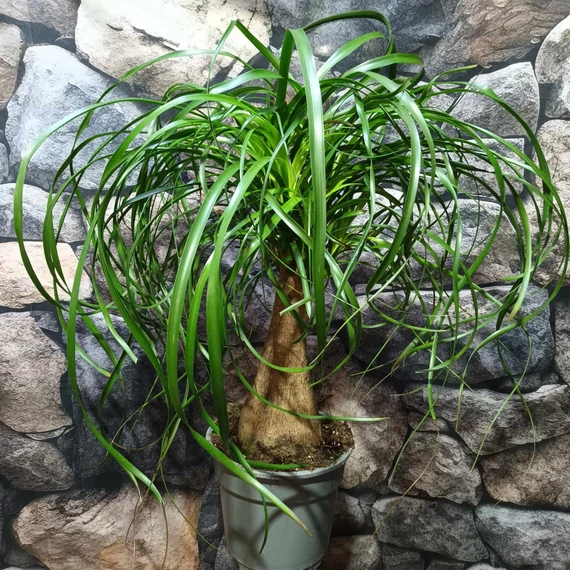 Nolina recurvata - elefántláb