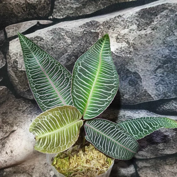 Labisia sp. 'Pink vein'