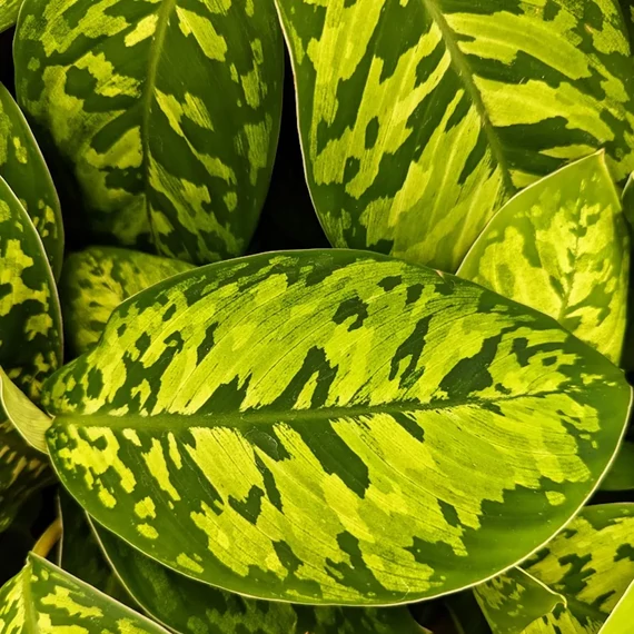 Homalomena wallisii 'Camouflage'