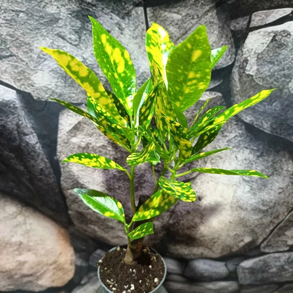 Codiaeum Aucubaefolia