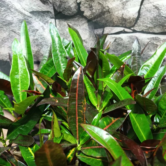 Codiaeum Excellent