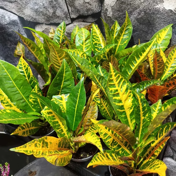 Codiaeum Moar Yellow