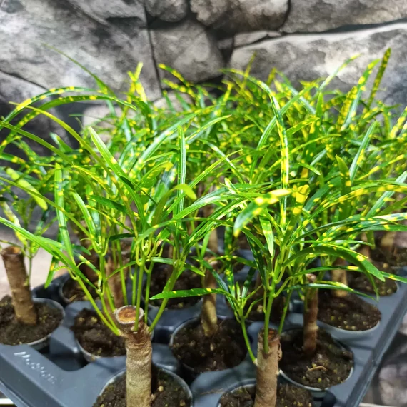 Codiaeum Pictum