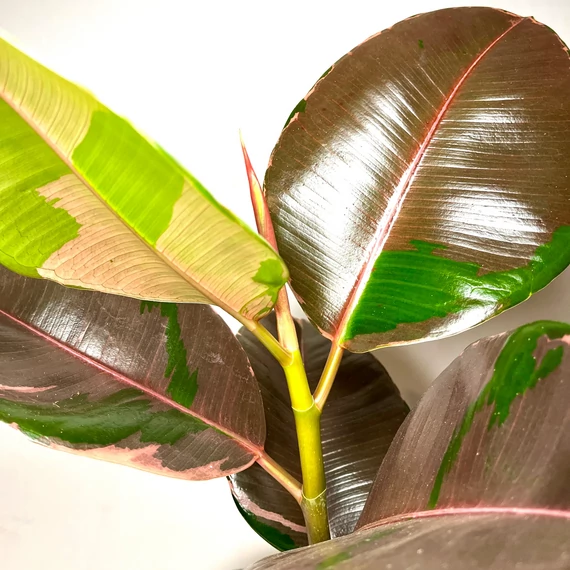 Ficus Pink Camouflage