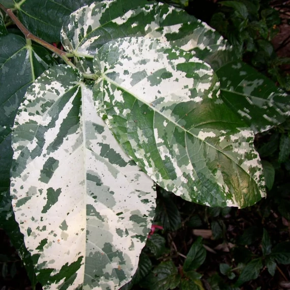 Ficus Aspera Variegata