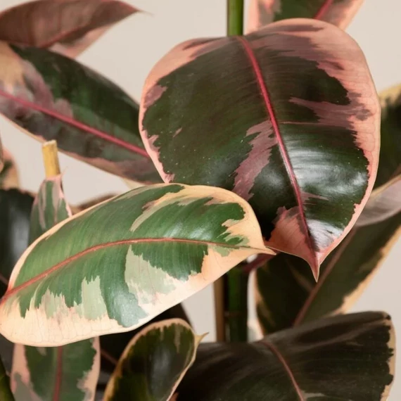 Ficus elastica 'Belize'